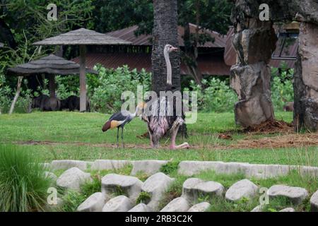 Gewöhnlicher Strauß oder einfach der Strauß ist eine Art großer fliegender Vögel, die in bestimmten großen Teilen Afrikas heimisch ist. Stockfoto