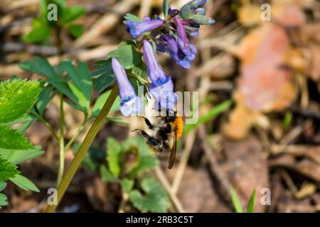 Hummel bestäubt blühende Corydalis-Pflanze aus der Nähe, blüht im Frühling Stockfoto