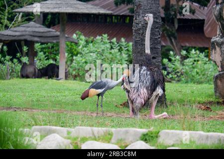 Gewöhnlicher Strauß oder einfach der Strauß ist eine Art großer fliegender Vögel, die in bestimmten großen Teilen Afrikas heimisch ist. Stockfoto