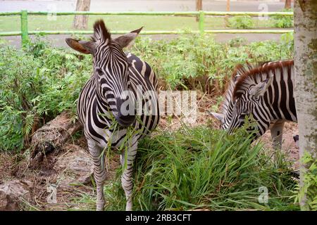 Zebra im Zoo, Thailand Stockfoto