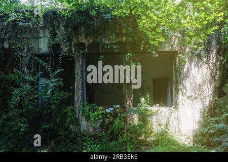 Verlassenes verlassenes Gebäude, überwuchert mit Grün und Pflanzen im Wald. Geheimnisvolle Waldatmosphäre. Stockfoto