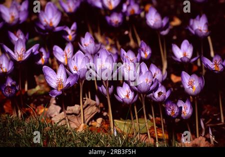 Colchicum, lila Herbstblütenkrokus mit Safranspitzen. Stockfoto