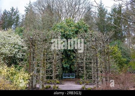 Blaue Bank durch eine Lücke in der Hecke in den formellen Gärten im Frühling, RHS Rosemoor, Devon, Großbritannien Stockfoto