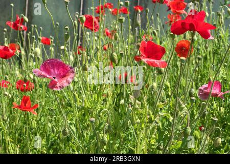 Insel Reichenau, Deutschland: Mohn (Papaver rhoeas, Gemeine Mohn, Maismohn, Maisrosa, Feldmohn, Flandern Mohn, Rotmohn) Stockfoto