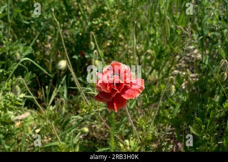 Insel Reichenau, Deutschland: Mohn (Papaver rhoeas, Gemeine Mohn, Maismohn, Maisrosa, Feldmohn, Flandern Mohn, Rotmohn) Stockfoto