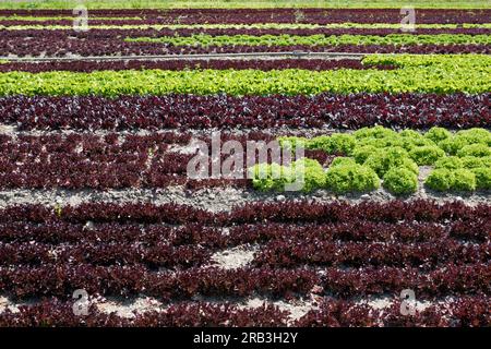 Insel Reichenau, Deutschland: salatfeld lollo bianco und Lollo rosso Stockfoto