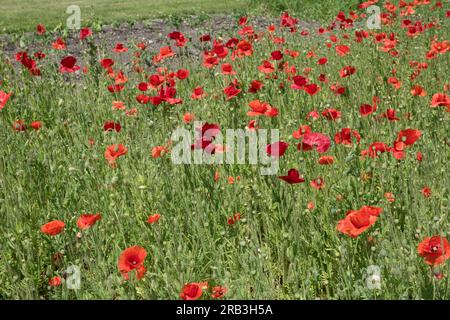 Insel Reichenau, Deutschland: Mohn (Papaver rhoeas, Gemeine Mohn, Maismohn, Maisrosa, Feldmohn, Flandern Mohn, Rotmohn) Stockfoto