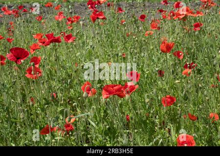 Insel Reichenau, Deutschland: Mohn (Papaver rhoeas, Gemeine Mohn, Maismohn, Maisrosa, Feldmohn, Flandern Mohn, Rotmohn) Stockfoto