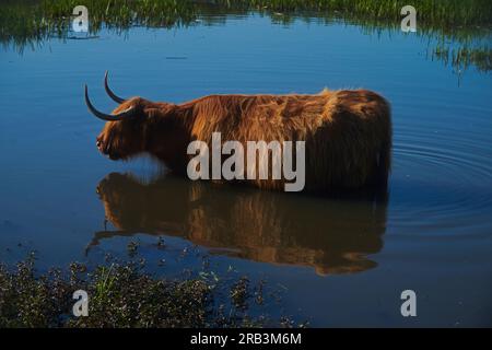 Wunderschöne, gesunde schottische Highlander-Kuh, die im Sommer in einem See badet Stockfoto