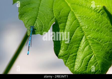 Coenagrionidae. Blaue Libelle auf grünem Blatt. Eine Libelle mit großen Augen aus der Nähe sitzt auf einem grünen Blatt einer Flusspflanze. Natürlicher, unscharfer grüner Hintergrund. Makro eines Insekts. Platz für Text Stockfoto