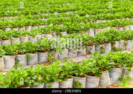 Frische Bio-Erdbeeren, die auf einem üppigen grünen Feld auf einer Erdbeerplantage wachsen Stockfoto