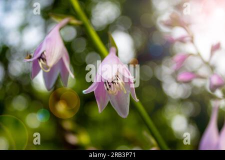 Glockenblume (Campanula sp.), grüner Hintergrund. Blauglockenblume, Campanula. Sommerblumen. Purple Flowers Bells in the Meadow. Stockfoto