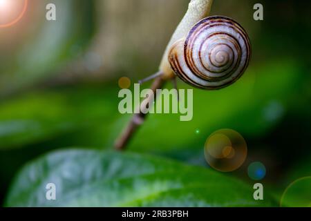 Schnecke auf grünem Stiel. Die Schnecke krabbelt auf einem Green Leaf. Stockfoto