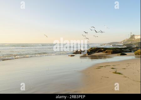 Seagulenflocke über dem Windansea Beach in La Jolla, Kalifornien Stockfoto