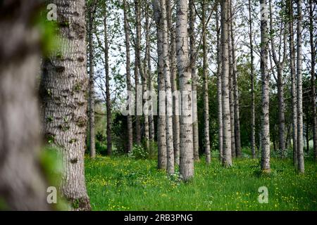 Hohe Bäume, die auf grasreichen Feldern im Hain wachsen Stockfoto