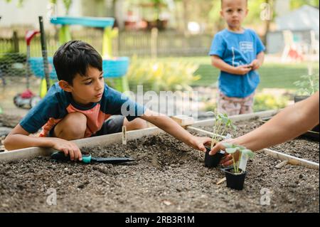 Mutter gibt dem Sohn ein Gurkenseedling, das er im Garten Pflanzen kann Stockfoto