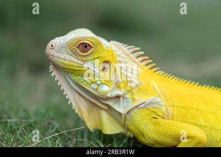 Albino-Leguan (Leguan-Leguan) auf einem Gras Stockfoto