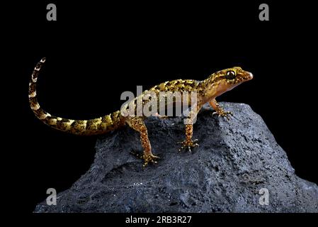 Steingecko auf schwarzem Hintergrund Stockfoto