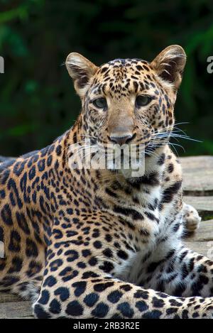 Nahaufnahme des Javan-Leoparden Stockfoto