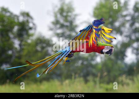 Macaw Papageien fliegen frei am Himmel Stockfoto