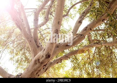 Die Krone eines Olivenbaums. Olive Trees Garden. Mediterraner Olivengarten mit altem Olivenbaum. Stockfoto