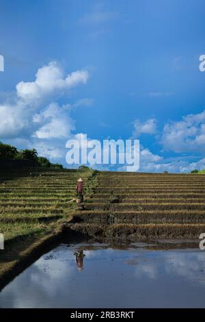 Ein Mann arbeitet auf den Reisfeldern von Bali. Stockfoto