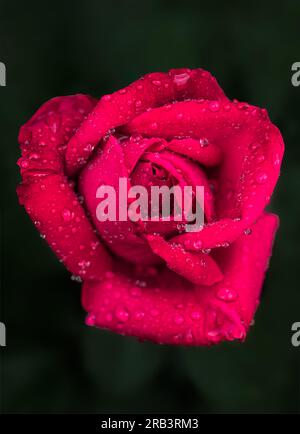 Nahaufnahme einer einzelnen roten Rose, bedeckt mit Wassertropfen von Regen. Stockfoto