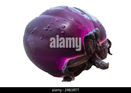 Leuchtend saftige Aubergine mit Tropfen Wasser. Eine frische Aubergine auf weißem Hintergrund, mit einem Schnitt. Stockfoto