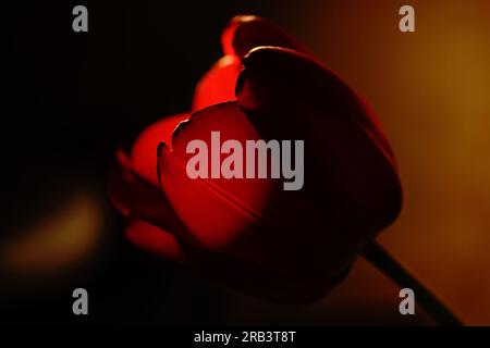Rote Tulpe auf dunklem Hintergrund Stockfoto