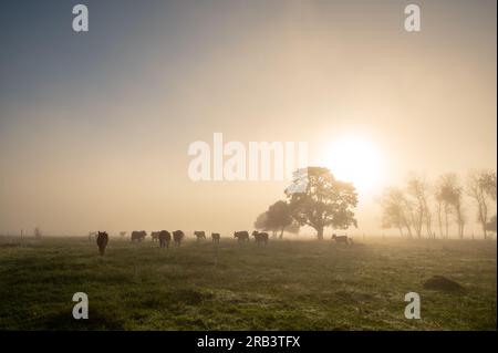 Sonniger Sonnenaufgang auf dem Land von Uruguay. Stockfoto