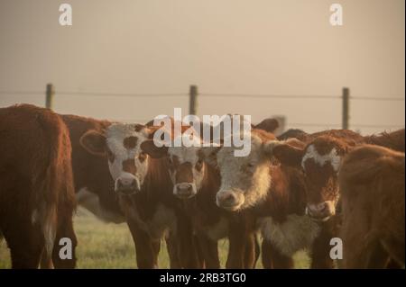 Kuhbestand auf dem Lande Uruguays. Stockfoto