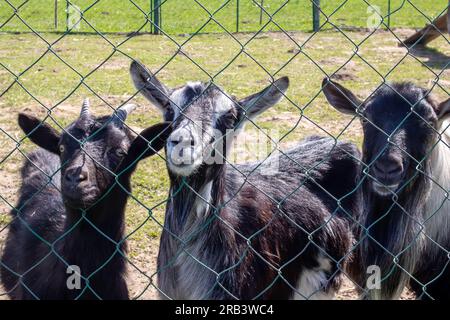 Drei schwarze Ziegen hinter dem Zaun auf dem Hof Stockfoto