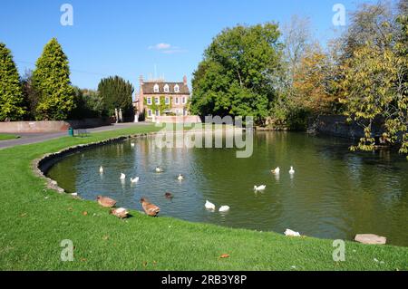 Der Ententeich in Urchfont, Wiltshire. Stockfoto