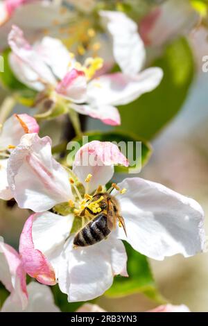 Eine Biene sammelt Nektar von einer blühenden Apfelblume auf einem verschwommenen Hintergrund eines Frühlingsgartens. Vertikales Bild, Kopierbereich. Stockfoto