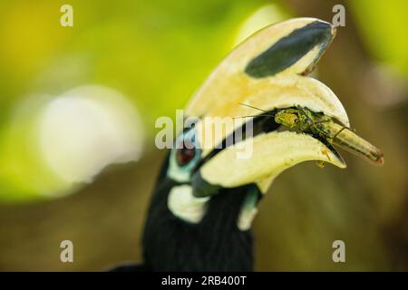 Kurz nach dem Füttern von zwei Vogeleiern findet der ausgewachsene männliche orientalische Hornvogel einen großen Grashüpfer in einem Baum am Flussufer, Singapur Stockfoto