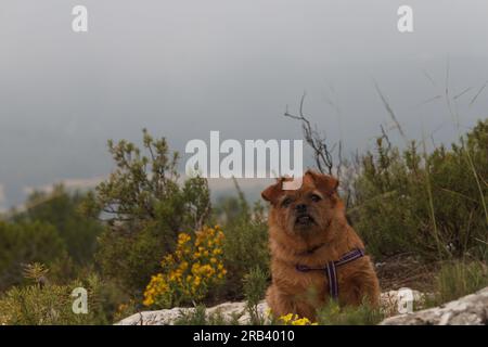 Mein Hund Nami sieht auf den Berg in die Kamera, mit nebligen Tagen, Spanien Stockfoto