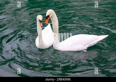 Schwanenpaar am Fluss Limmat in Zürich Stockfoto