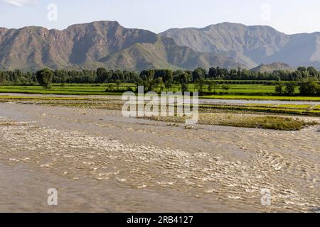 Hoher Wasserdurchfluss im Fluss mit Reisfeldern im Hintergrund Stockfoto