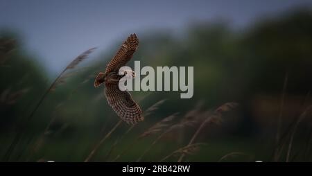 Athene noctua fliegt am frühen Abend über die Wiese und sucht nach Essen, das beste Foto. Stockfoto