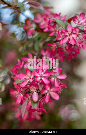 Rosa apfelblüten. Frühlingsblütengarten. Natürlicher Blumenhintergrund. Apfelkrabben Blumen in Zeitlupe. Verwischen Sie die Natur des Bokeh. Blütenknospen-Ästhetik. Pflaume Stockfoto