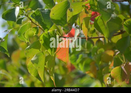 Grüner und roter Laubzweig im Garten am sonnigen Herbsttag Stockfoto