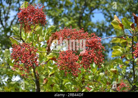 Eine Gruppe roter Beeren auf dem Zweig am sonnigen Herbsttag Stockfoto