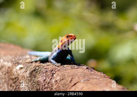 Farbenfrohe Echsen, die vom lebhaften Panther Chamäleon bis zur rothaarigen Regenbogenechse (Agama) reichen, zeigen brillante, wechselnde Farbtöne für Kommunikation Stockfoto
