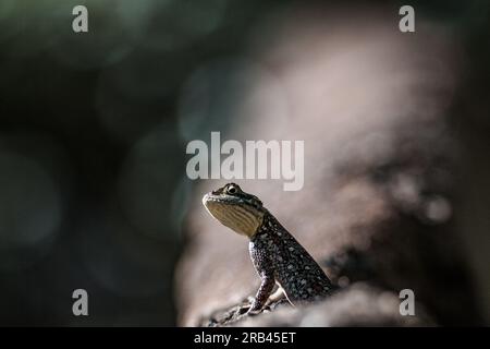 Farbenfrohe Echsen, die vom lebhaften Panther Chamäleon bis zur rothaarigen Regenbogenechse (Agama) reichen, zeigen brillante, wechselnde Farbtöne für Kommunikation Stockfoto