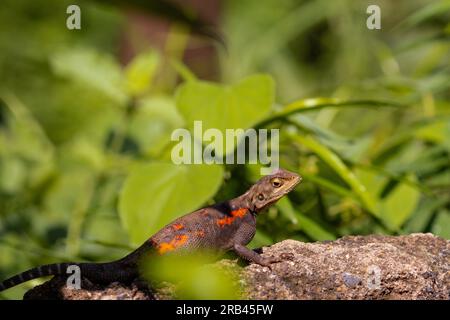 Farbenfrohe Echsen, die vom lebhaften Panther Chamäleon bis zur rothaarigen Regenbogenechse (Agama) reichen, zeigen brillante, wechselnde Farbtöne für Kommunikation Stockfoto
