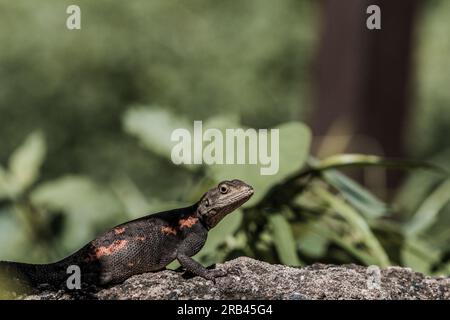 Farbenfrohe Echsen, die vom lebhaften Panther Chamäleon bis zur rothaarigen Regenbogenechse (Agama) reichen, zeigen brillante, wechselnde Farbtöne für Kommunikation Stockfoto