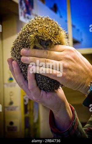 Schweiz, Kanton Tessin, Maggia, Igel Recovery Center Stockfoto