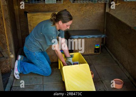 Schweiz, Kanton Tessin, Maggia, Igel Recovery Center Stockfoto