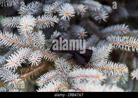 Eine tolle Hochzeitsdekoration mit einer Fliege auf einem Tannenbaum Stockfoto