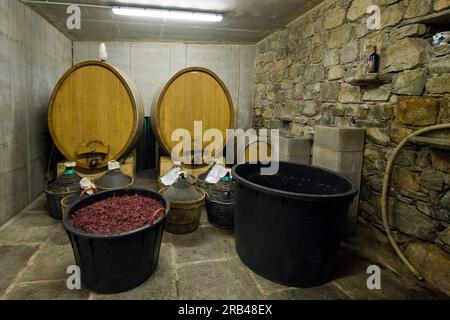 Italien, Lombardei, Valtellina, Chiuro, Erntezeit Stockfoto